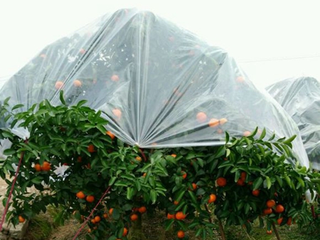 砂糖桔專(zhuān)用膜蓋膜價(jià)錢(qián)