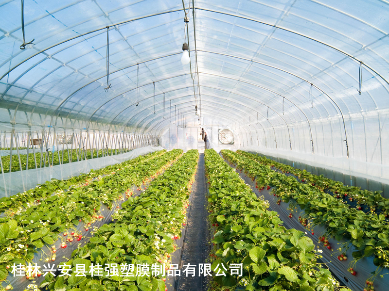 草莓專(zhuān)用膜