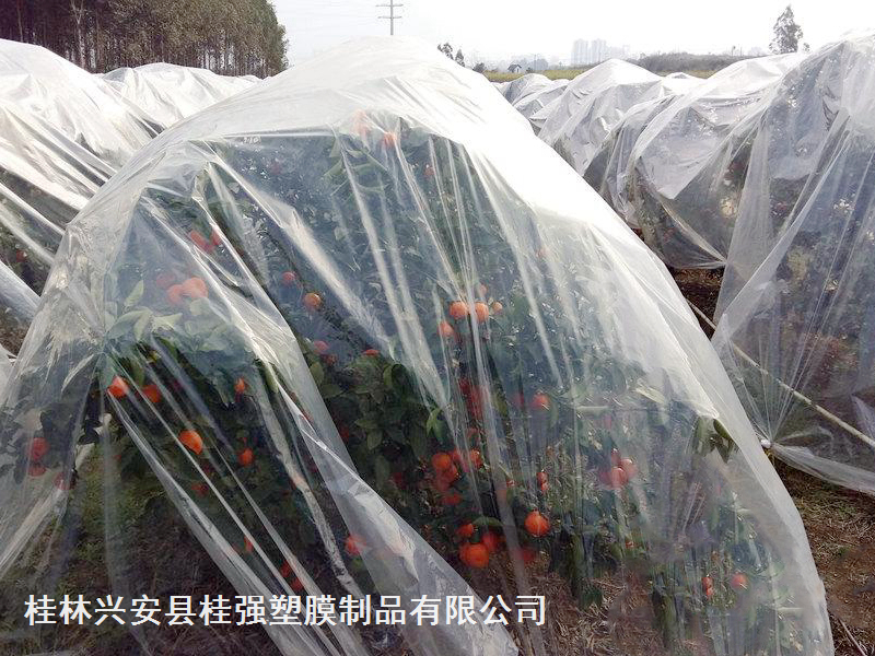 沙糖桔專(zhuān)用果膜/砂糖橘防寒膜